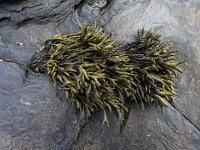 Pelvetia canaliculata 10, Groefwier, Saxifraga-Ed Stikvoort : Quilty