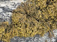 Pelvetia canaliculata 6, Groefwier, Saxifraga-Willem van Kruijsbergen