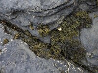 Pelvetia canaliculata 8, Groefwier, Saxifraga-Ed Stikvoort : Quilty