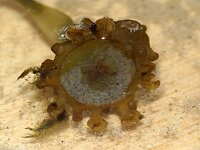 Saccorhiza 5 sp, Saxifraga-Foto Fitis-Sytske Dijksen