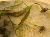 Saccorhiza 6 sp, Saxifraga-Foto Fitis-Sytske Dijksen