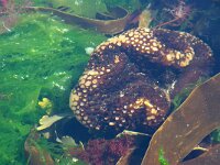 Saccorhiza 8 sp, Saxifraga-Foto Fitis-Sytske Dijksen