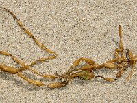 Scytosiphon lomentaria 2, Saucijsjeswier, Saxifraga-Foto Fitis-Sytske Dijksen