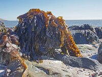 Undaria pinnatifida 7, Wakame, detail, Saxifraga-Foto Fitis-Sytske Dijksen