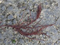 Agardhiella subulata