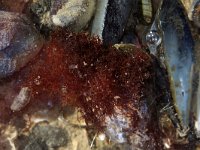 Caulacanthus okamurae