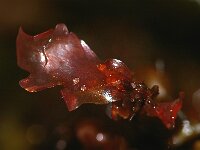 Cryptopleura ramosa 4, Kruipend kroeswier, detail, Saxifraga-Foto Fitis-Sytske Dijksen