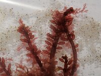 Gastroclonium ovatum 4, Druifwier, Saxifraga-Sytske Dijksen