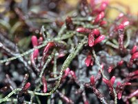Gelidium pusillum 2, Saxifraga-Sytske Dijksen