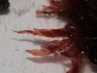 Halurus equisetifolius