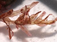 Hypoglossum hypoglossoides 5, Tongwier, Saxifraga-Sytske Dijksen