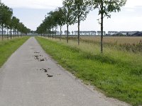 077-409, Z, 2011-08-20, NL- RIK KRUIT, 077680-409545, OOSTFLAKKEE