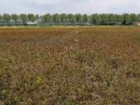 077-414, Oostflakkee