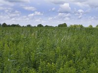 077-418, Oostflakkee