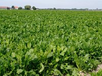 079-409, OostFlakkee