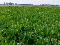 079-409, W, 2011-08-20, NL- RIK KRUIT, 079502-409381, OOSTFLAKKEE