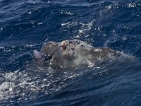 Mola mola 1, Maanvis, Saxifraga-Rik Kruit