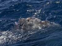 Mola mola, Ocean Sun Fish