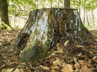 Ceratiomyxa fruticulosa 1, IJsvingertje, Saxifraga-Luuk Vermeer