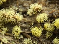 Ceratiomyxa fruticulosa 10, IJsvingertje, Saxifraga-Luuk Vermeer