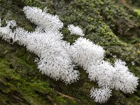 Ceratiomyxa fruticulosa 4, IJsvingertje, Saxifraga-Luuk Vermeer