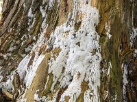 Ceratiomyxa fruticulosa 5, IJsvingertje, Saxifraga-Luuk Vermeer