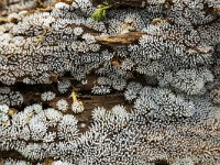 Ceratiomyxa fruticulosa 7, IJsvingertje, Saxifraga-Luuk Vermeer