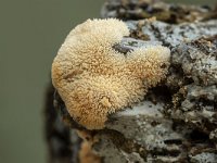 Ceratiomyxa fruticulosa 8, IJsvingertje, Saxifraga-Luuk Vermeer