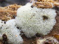Ceratiomyxa porioides 4, IJshoningraatje, Saxifraga-Luuk Vermeer
