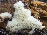 Ceratiomyxa porioides 5, IJshoningraatje, Saxifraga-Luuk Vermeer