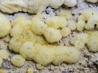 Ceratiomyxa porioides 7, IJshoningraatje, Saxifraga-Luuk Vermeer