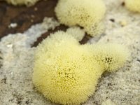 Ceratiomyxa porioides 8, IJshoningraatje, Saxifraga-Luuk Vermeer