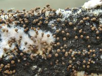 Comatricha elegans 2, Hemelskraagkroeskopje, Saxifraga-Luuk Vermeer