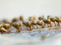 Craterium minutum 3, Witdekselkalkbekertje, Saxifraga-Luuk Vermeer