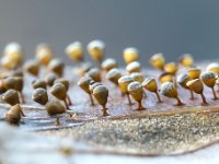 Craterium minutum 4, Witdekselkalkbekertje, Saxifraga-Luuk Vermeer