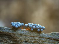 Cribraria argillacea 2, Zandkleurig lantaarntje, Saxifraga-Luuk Vermeer