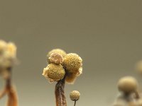 Cribraria aurantiaca 7, Goudgeel lantaarntje, Saxifraga-Luuk Vermeer
