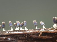 Diachea leucopodia 3, Witpootglinsterkopje, Saxifraga-Luuk Vermeer