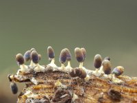 Diachea leucopodia 5, Witpootglinsterkopje, Saxifraga-Luuk Vermeer