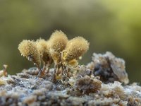 Hemitrichia calyculata 12, Grootlangdraadwatje, Saxifraga-Luuk Vermeer