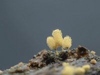 Hemitrichia calyculata 3, Grootlangdraadwatje, Saxifraga-Luuk Vermeer