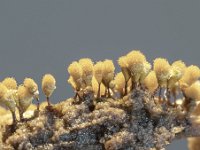 Hemitrichia calyculata 6, Grootlangdraadwatje, Saxifraga-Luuk Vermeer