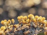 Hemitrichia calyculata 7, Grootlangdraadwatje, Saxifraga-Luuk Vermeer