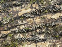 Holwaya mucida 7, Kleverig lindebekertje, Saxifraga-Luuk Vermeer