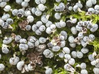 Physarum leucophaeum 10, Grijswit kalkkopje, Saxifraga-Luuk Vermeer