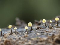Physarum leucophaeum 12, Grijswit kalkkopje, Saxifraga-Luuk Vermeer