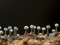 Physarum leucophaeum 6, Grijswit kalkkopje, Saxifraga-Luuk Vermeer