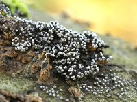 Physarum leucophaeum 8, Grijswit kalkkopje, Saxifraga-Luuk Vermeer