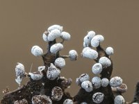 Physarum leucophaeum 9, Grijswit kalkkopje, Saxifraga-Luuk Vermeer