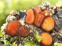 Scutellinia scutellata 2, Gewone wimperzwam, Saxifraga-Luuk Vermeer